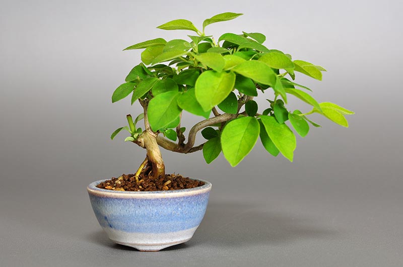 ウグイスカグラ-Q（うぐいすかぐら・鶯神楽）実もの盆栽の販売と育て方・作り方・Lonicera gracilipes bonsai