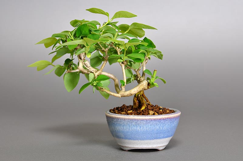 ウグイスカグラ-Q（うぐいすかぐら・鶯神楽）実もの盆栽を裏側から見た景色・Lonicera gracilipes bonsai