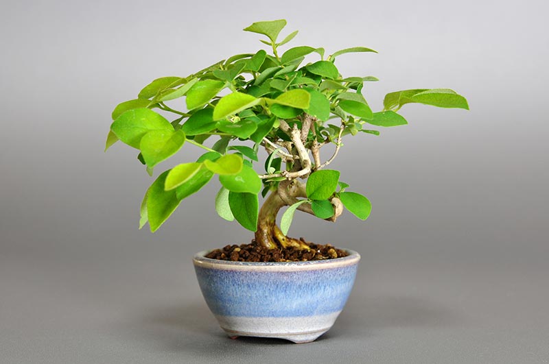 ウグイスカグラ-Q（うぐいすかぐら・鶯神楽）実もの盆栽を右側から見た景色・Lonicera gracilipes bonsai