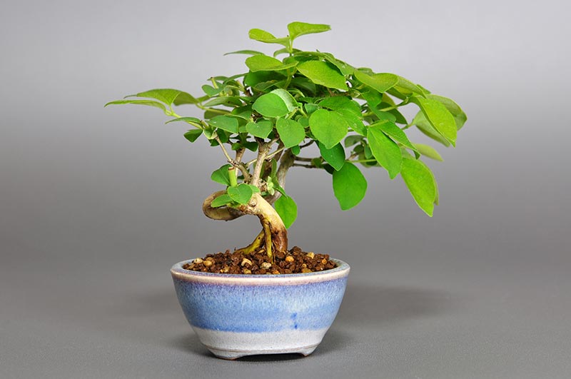 ウグイスカグラ-Q（うぐいすかぐら・鶯神楽）実もの盆栽を左側から見た景色・Lonicera gracilipes bonsai