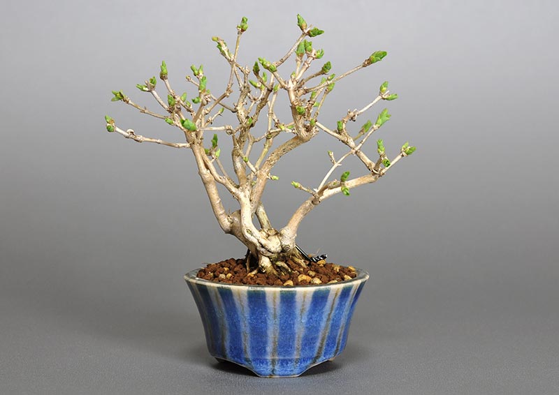 ウグイスカグラR（うぐいすかぐら・鶯神楽）実もの盆栽の販売と育て方・作り方・Lonicera gracilipes bonsai