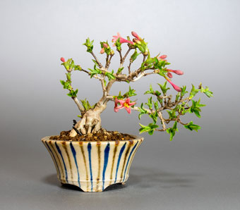 ウグイスカグラ-S（うぐいすかぐら・鶯神楽）盆栽の樹作りの参考樹形・Lonicera gracilipes Best bonsai