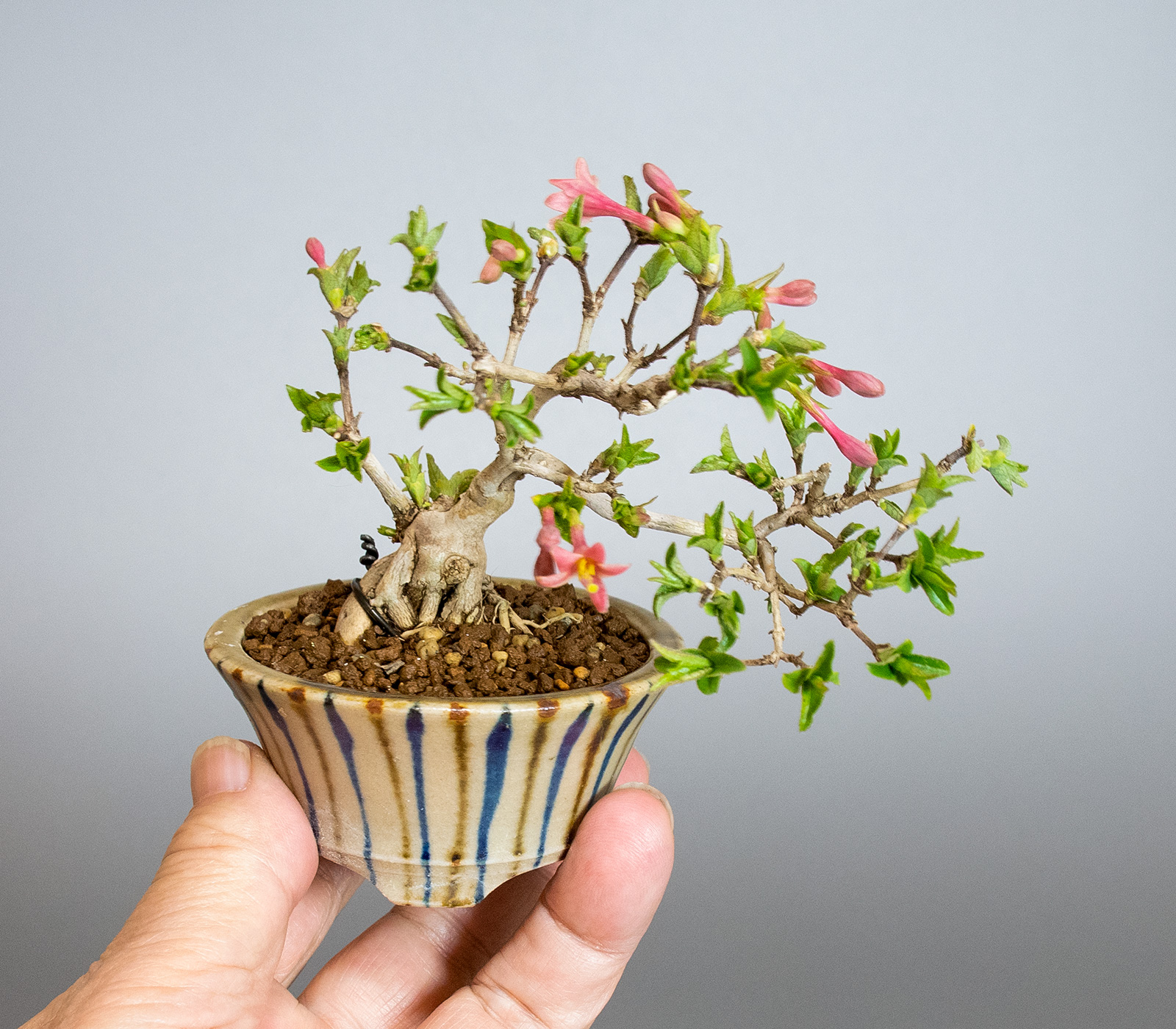 盆栽・ウグイスカグラS（うぐいすかぐら・鶯神楽）実もの盆栽の手乗りの景色・Lonicera gracilipes bonsai