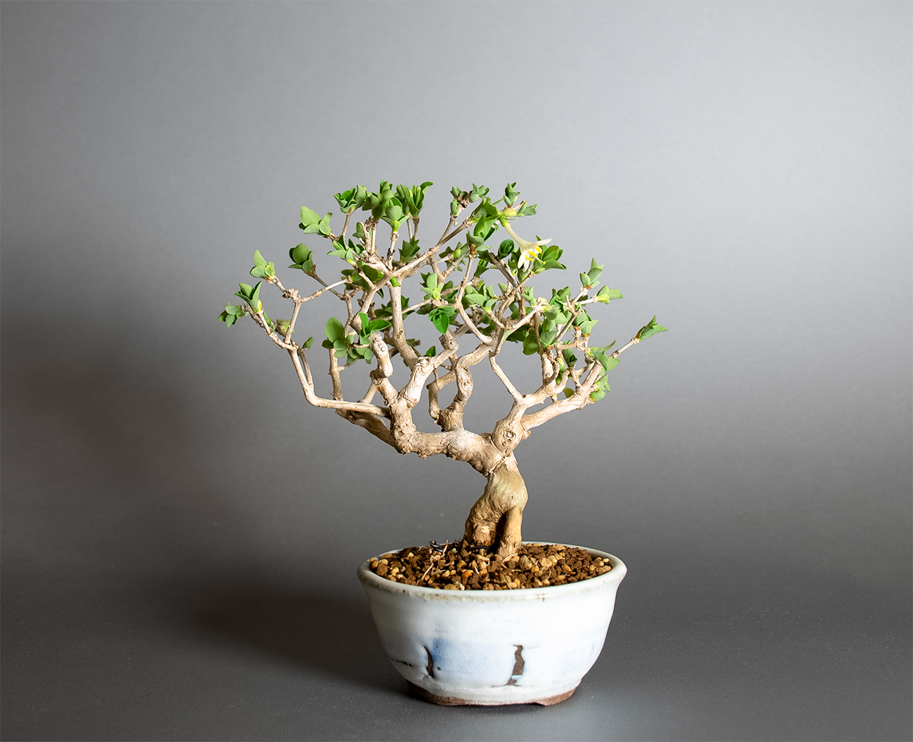 ウグイスカグラ-T（うぐいすかぐら・鶯神楽）実もの盆栽を裏側から見た景色・Lonicera gracilipes bonsai