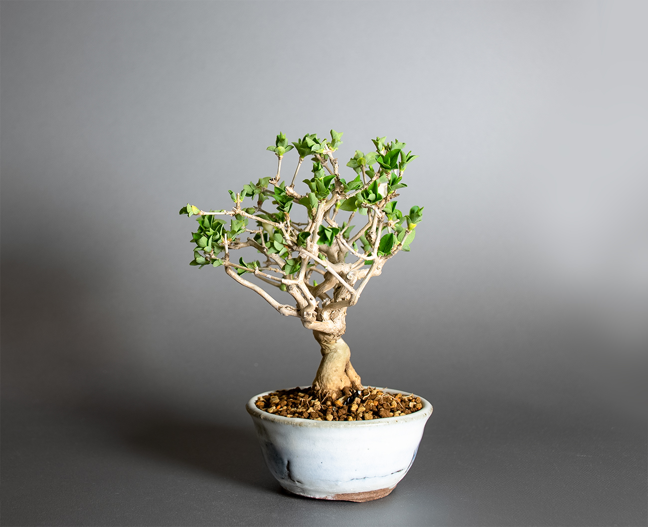 ウグイスカグラ-T（うぐいすかぐら・鶯神楽）実もの盆栽を右側から見た景色・Lonicera gracilipes bonsai