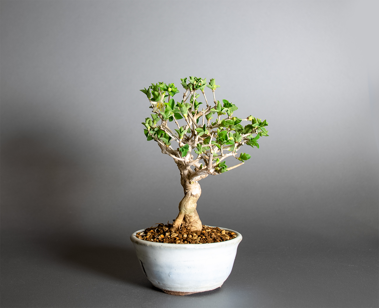 ウグイスカグラ-T（うぐいすかぐら・鶯神楽）実もの盆栽を左側から見た景色・Lonicera gracilipes bonsai