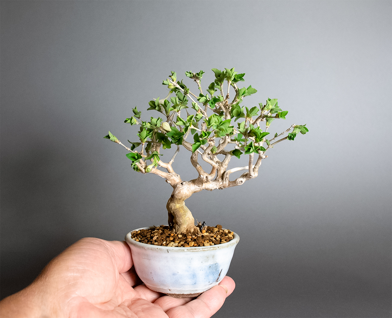 ウグイスカグラ-T（うぐいすかぐら・鶯神楽）実もの盆栽の手乗りの景色・Lonicera gracilipes bonsai