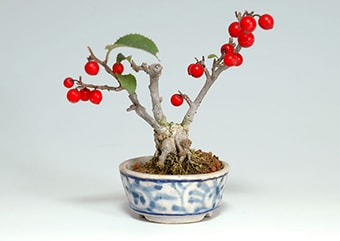 ウメモドキ-A（うめもどき・梅擬）盆栽の樹作りの参考樹形・Ilex serrata Best bonsai