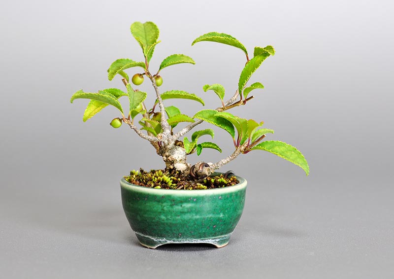 ウメモドキA1（うめもどき・梅擬）実もの盆栽を裏側から見た景色・Ilex serrata bonsai