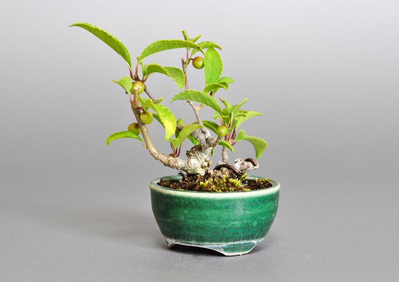 ウメモドキ-A1（うめもどき・梅擬）実もの盆栽を右側から見た景色・Ilex serrata bonsai photo