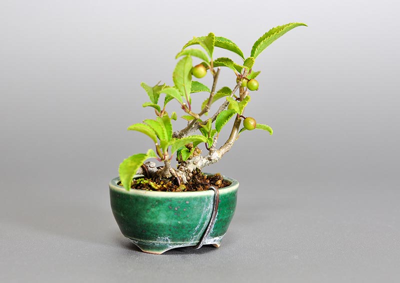 ウメモドキA1（うめもどき・梅擬）実もの盆栽を左側から見た景色・Ilex serrata bonsai