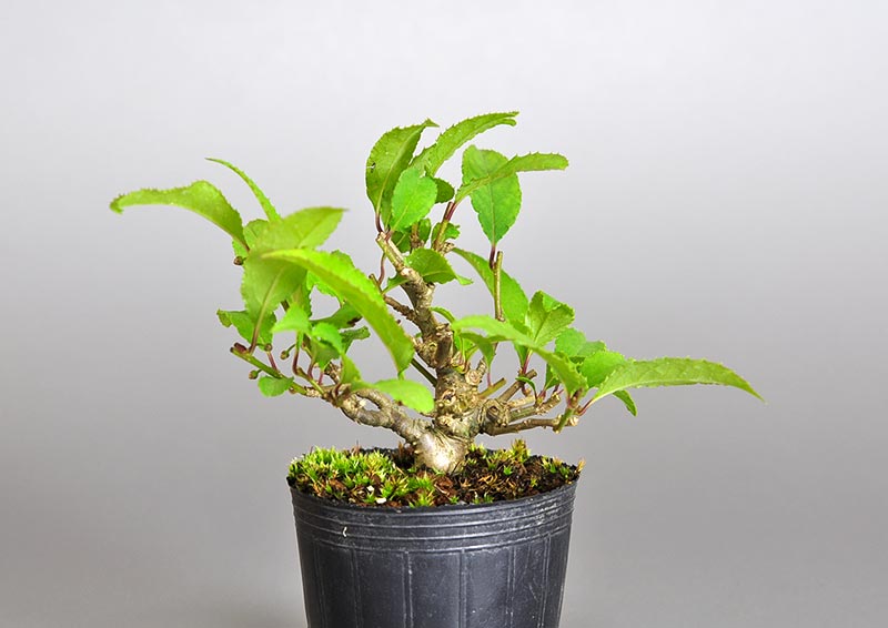 ウメモドキ-A2（うめもどき・梅擬）実もの盆栽の販売と育て方・作り方・Ilex serrata bonsai