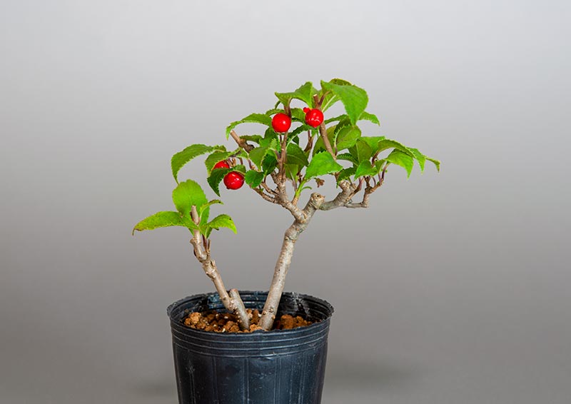 ウメモドキ-B2（うめもどき・梅擬）実もの盆栽の販売と育て方・作り方・Ilex serrata bonsai