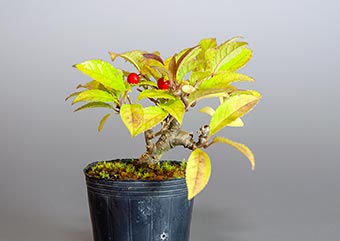 ウメモドキ-C2（うめもどき・梅擬）盆栽の樹作りの参考樹形・Ilex serrata Best bonsai