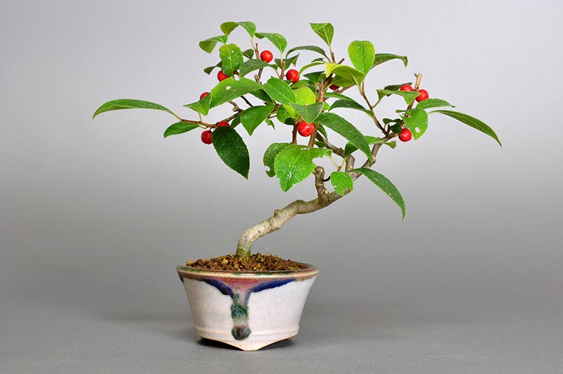 ウメモドキ-E1（うめもどき・梅擬）実もの盆栽の販売と育て方・作り方・Ilex serrata bonsai