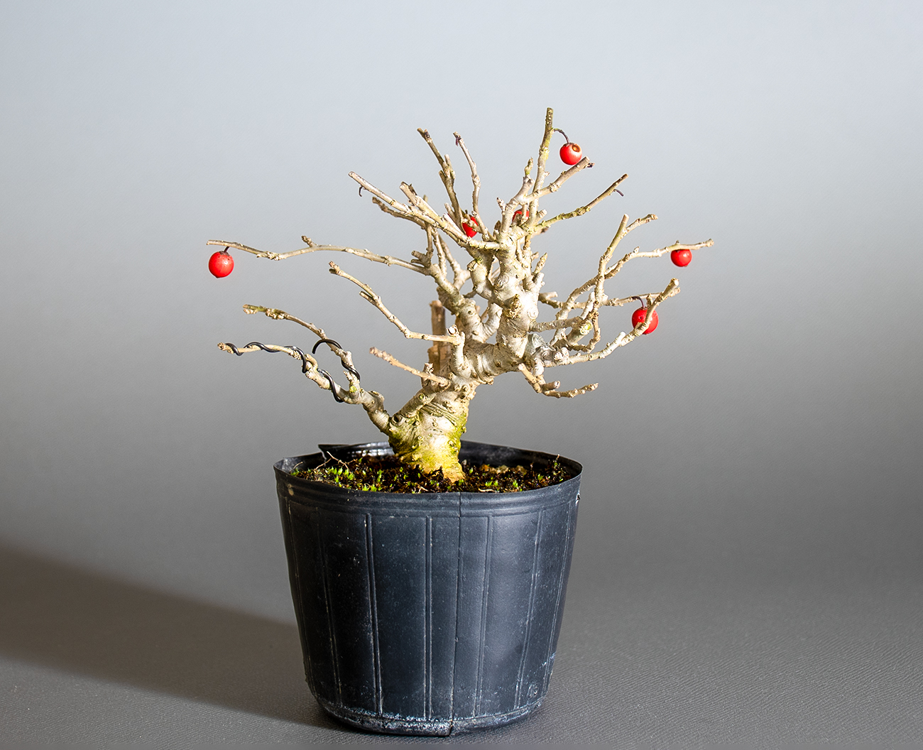 ウメモドキ-E2（うめもどき・梅擬）実もの盆栽の販売と育て方・作り方・Ilex serrata bonsai