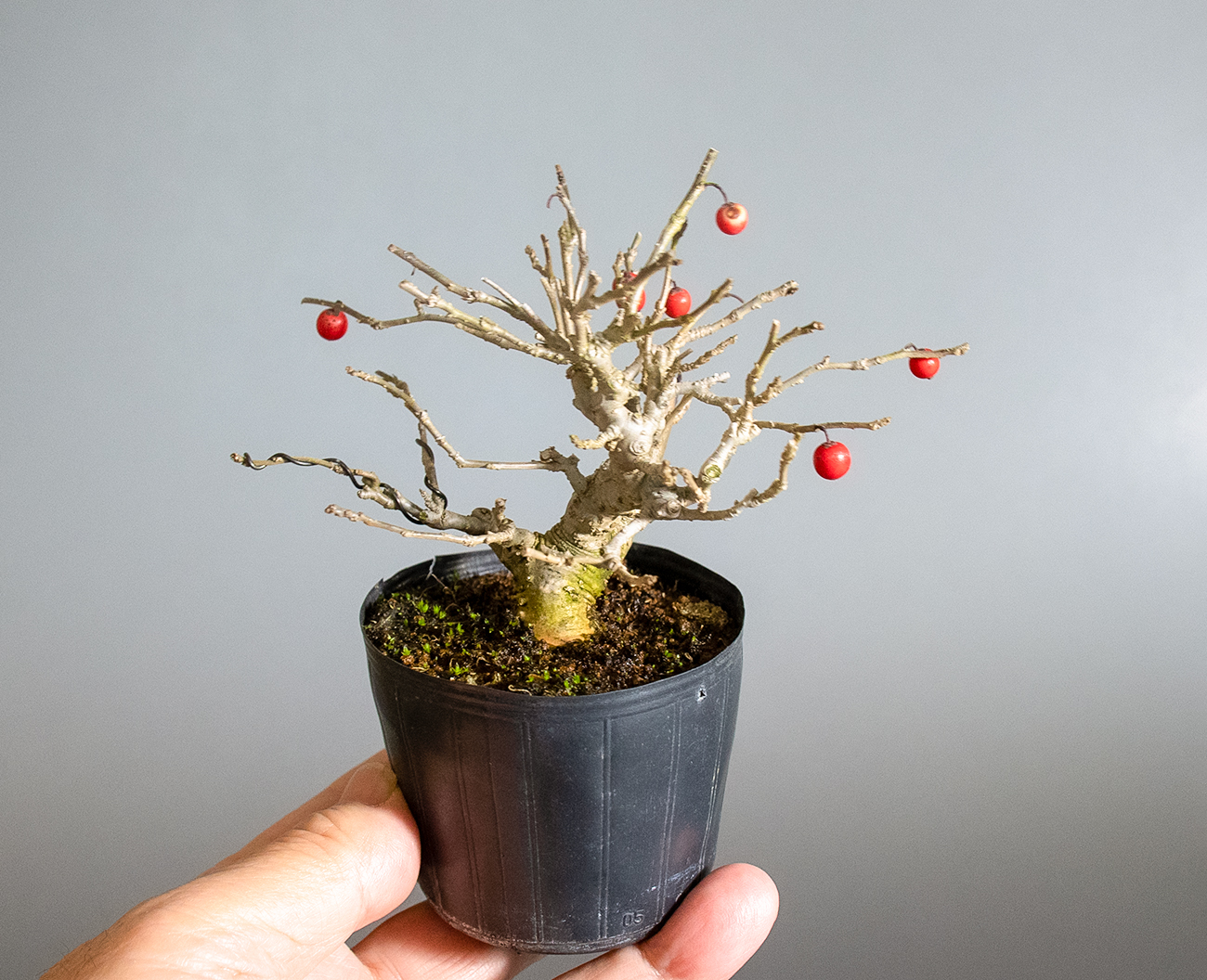 ミニ盆栽・ウメモドキ-E2（うめもどき・梅擬）実もの盆栽の手乗りの景色・Ilex serrata bonsai