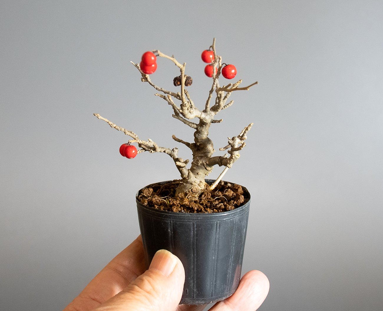 ミニ盆栽・ウメモドキ-F2（うめもどき・梅擬）実もの盆栽の手乗りの景色・Ilex serrata bonsai