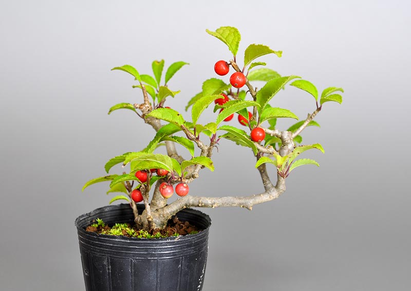 ウメモドキ-G1（うめもどき・梅擬）ミニ盆栽の販売と育て方・作り方・Ilex serrata bonsai photo