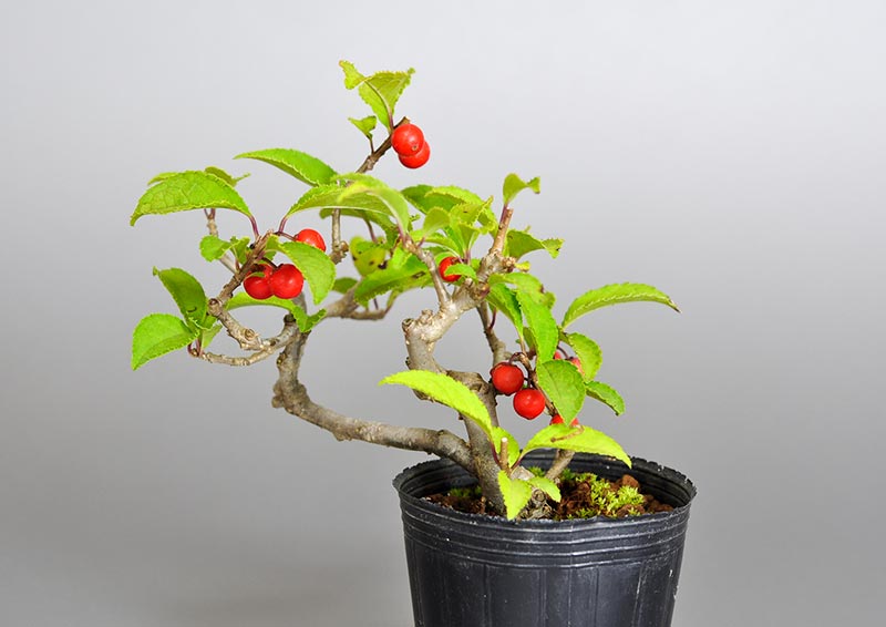 ウメモドキ-G1（うめもどき・梅擬）実もの盆栽を裏側から見た景色・Ilex serrata bonsai photo