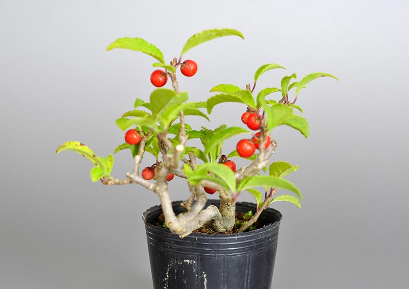 ウメモドキ-G1（うめもどき・梅擬）実もの盆栽を右側から見た景色・Ilex serrata bonsai photo