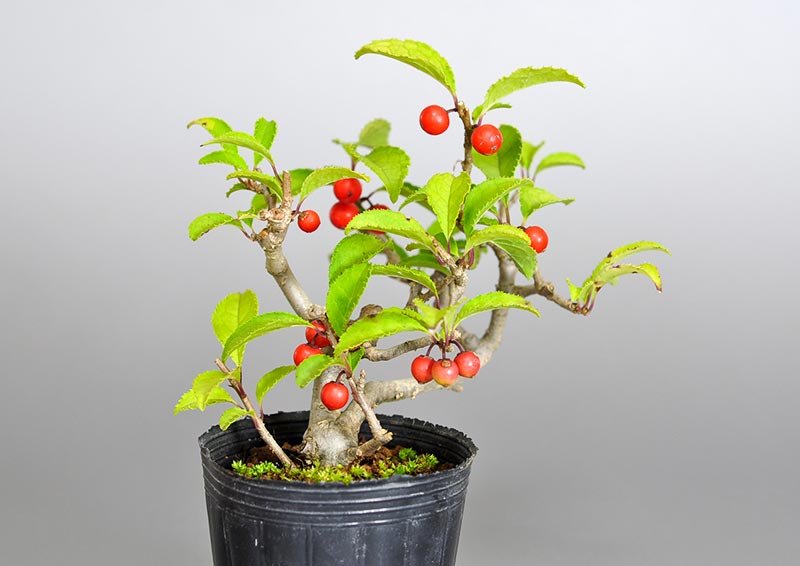 ウメモドキ-G1（うめもどき・梅擬）実もの盆栽を左側から見た景色・Ilex serrata bonsai photo