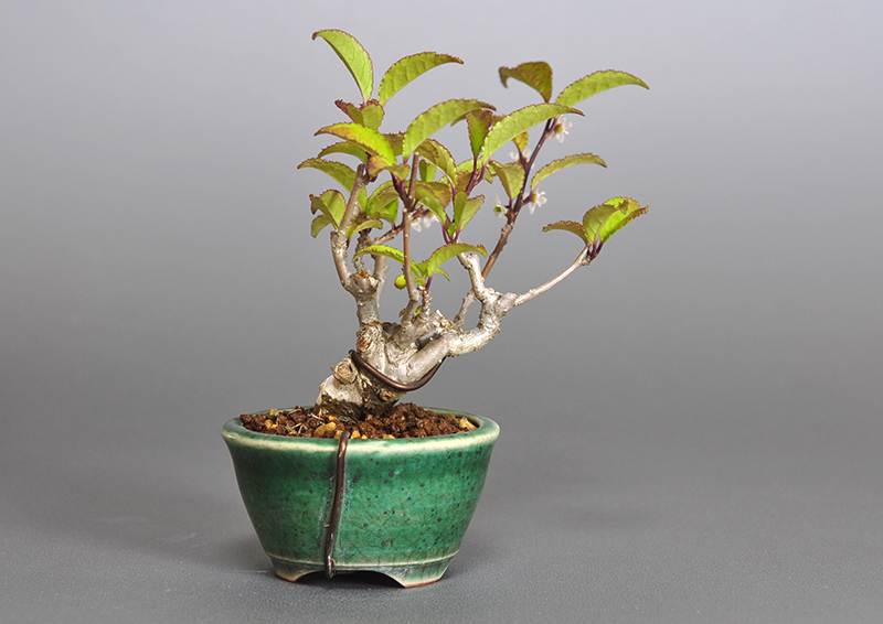 ウメモドキ-L1-1（うめもどき・梅擬）実もの盆栽を裏側から見た景色・Ilex serrata bonsai photo