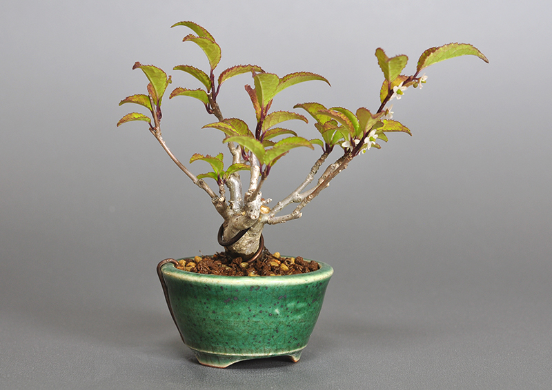 ウメモドキ-L1-1（うめもどき・梅擬）実もの盆栽を左側から見た景色・Ilex serrata bonsai photo