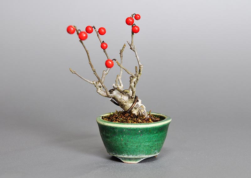 ウメモドキ-L1（うめもどき・梅擬）豆盆栽の販売と育て方・作り方・Ilex serrata bonsai photo