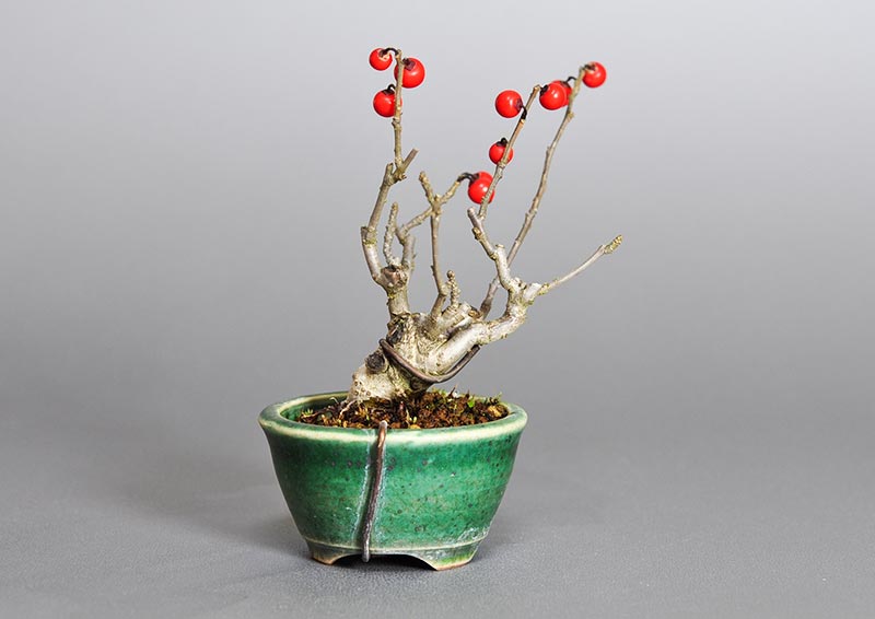 ウメモドキ-L1（うめもどき・梅擬）実もの盆栽を裏側から見た景色・Ilex serrata bonsai photo