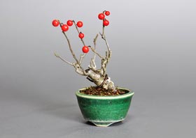 ウメモドキ盆栽・梅擬盆栽・Ilex serrata bonsai｜おすすめの実もの盆栽