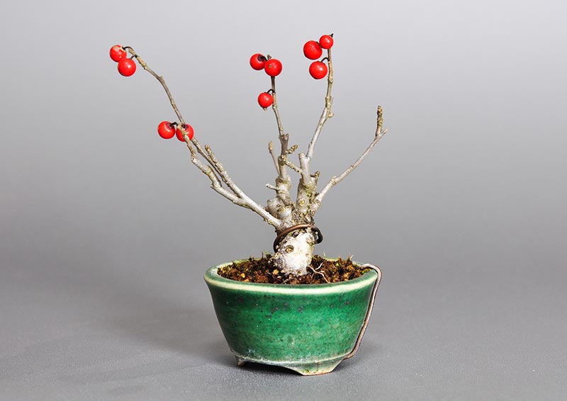 ウメモドキ-L1（うめもどき・梅擬）実もの盆栽を右側から見た景色・Ilex serrata bonsai photo