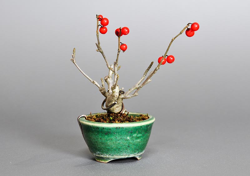 ウメモドキ-L1（うめもどき・梅擬）実もの盆栽を左側から見た景色・Ilex serrata bonsai photo