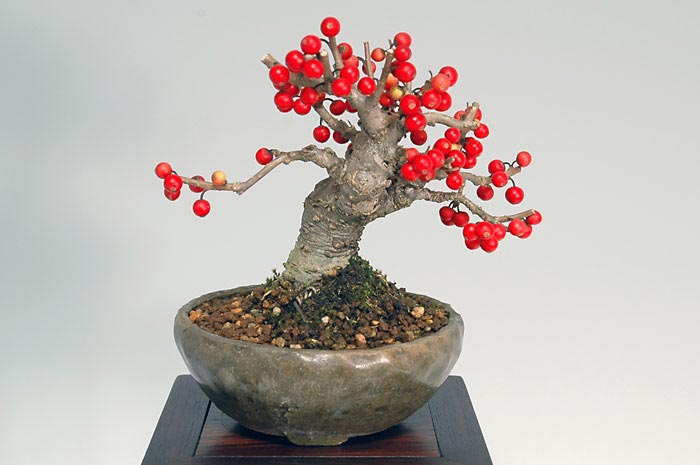 ウメモドキM（うめもどき・梅擬）実もの盆栽の販売と育て方・作り方・Ilex serrata bonsai