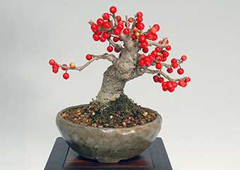 ウメモドキ-M（うめもどき・梅擬）盆栽の樹作りの参考樹形・Ilex serrata Best bonsai