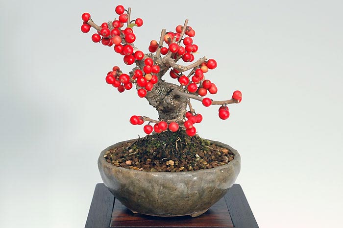 ミニ盆栽・ウメモドキM（うめもどき・梅擬）実もの盆栽を右側から見た景色・Ilex serrata bonsai