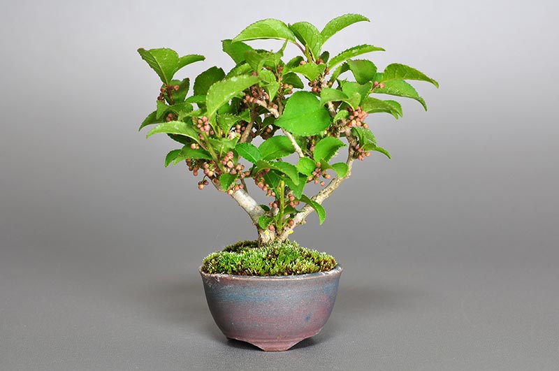 ウメモドキ-雄木-1（うめもどき・梅擬）実もの盆栽の販売と育て方・作り方・Ilex serrata bonsai