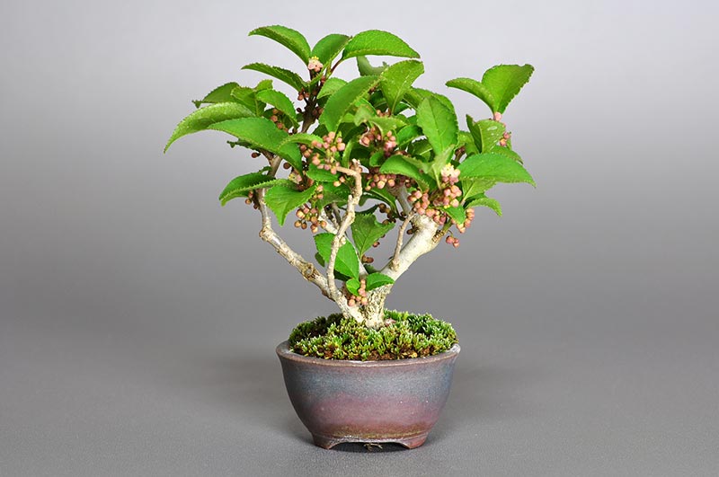 ミニ盆栽・ウメモドキ-雄木-1（うめもどき・梅擬）実もの盆栽を裏側から見た景色・Ilex serrata bonsai