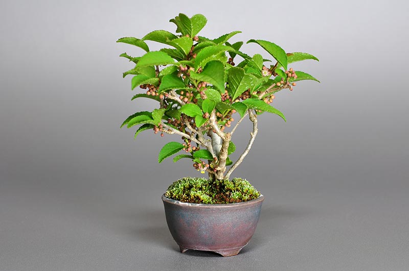 ミニ盆栽・ウメモドキ-雄木-1（うめもどき・梅擬）実もの盆栽を右側から見た景色・Ilex serrata bonsai