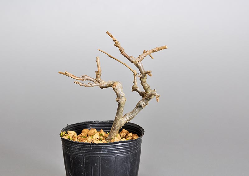ウメモドキ-雄木-2（うめもどき・梅擬）実もの盆栽の販売と育て方・作り方・Ilex serrata bonsai