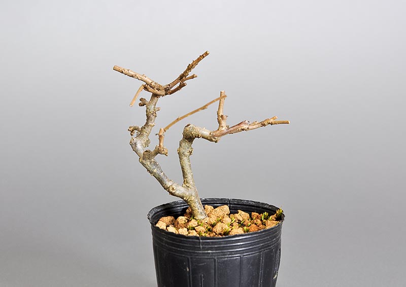 ミニ盆栽・ウメモドキ-雄木-2（うめもどき・梅擬）実もの盆栽を裏側から見た景色・Ilex serrata bonsai