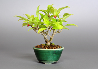 ウメモドキ-N1（うめもどき・梅擬）ミニ盆栽の成長記録-1・Ilex serrata bonsai photo
