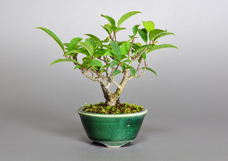 ウメモドキ-N1（うめもどき・梅擬）ミニ盆栽の販売と育て方・作り方・Ilex serrata bonsai photo