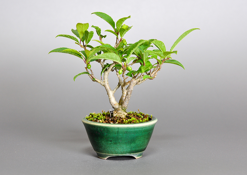 ウメモドキ-N1（うめもどき・梅擬）実もの盆栽を裏側から見た景色・Ilex serrata bonsai photo