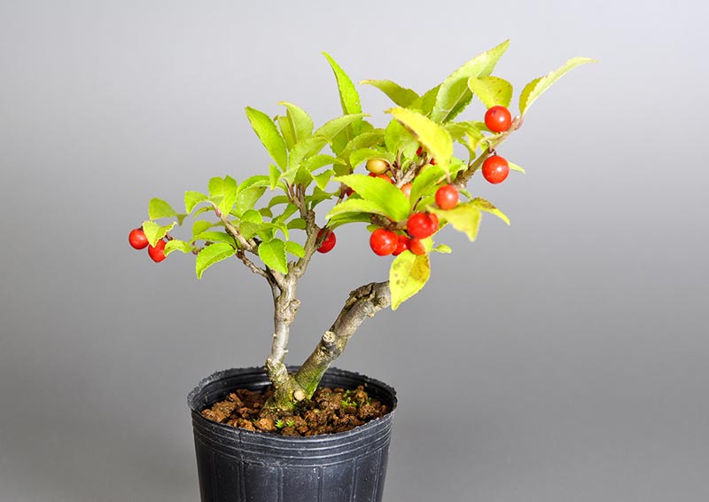 ウメモドキT（うめもどき・梅擬）ミニ盆栽の販売と育て方・作り方・Ilex serrata bonsai photo