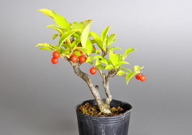 ウメモドキT（うめもどき・梅擬）実もの盆栽を裏側から見た景色・Ilex serrata bonsai photo