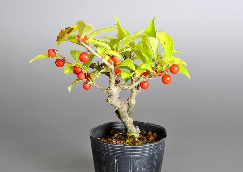 ウメモドキT（うめもどき・梅擬）実もの盆栽を右側から見た景色・Ilex serrata bonsai photo