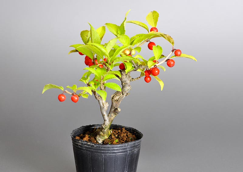 ウメモドキT（うめもどき・梅擬）実もの盆栽を左側から見た景色・Ilex serrata bonsai photo