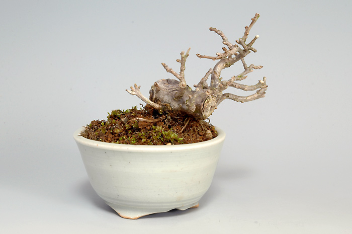 ウメモドキU（うめもどき・梅擬）実もの盆栽の販売と育て方・作り方・Ilex serrata bonsai