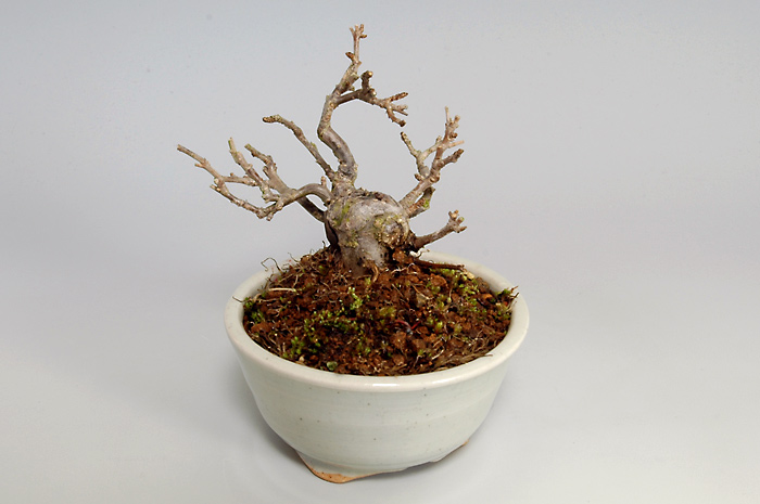 ミニ盆栽・ウメモドキU（うめもどき・梅擬）実もの盆栽を右側から見た景色・Ilex serrata bonsai